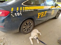 Polícia Rodoviária Federal prende uma mulher por maus-tratos a animais na BR-060, em Goiânia(GO)