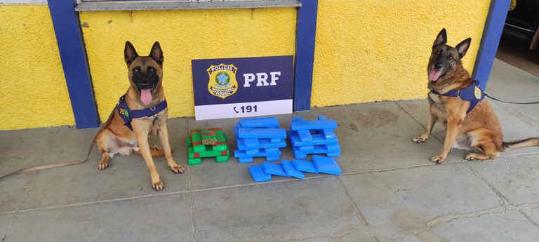 Cães farejadores encontram droga em bagagem de passageiro de ônibus na BR-153