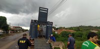 PRF realiza operação de captura de animais soltos em rodovias federais do Maranhão