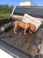 Maus tratos a animais: PRF flagra transporte inadequado de cachorro em rodovia no Maranhão