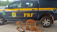 PRF resgata três aves silvestres na BR-316, em Nova Olinda do Maranhão