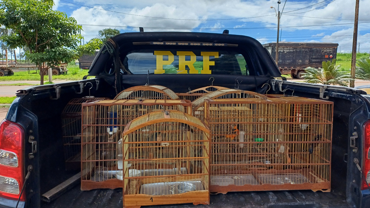 Aves mantidas em cativeiro ilegalmente são resgatadas pela PRF em Açailândia (MA)