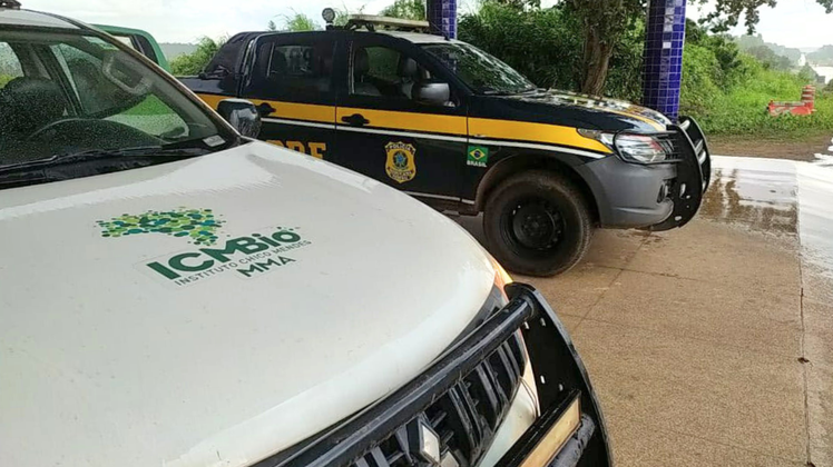 As ocorrências foram encaminhadas ao Instituto Chico Mendes de Conservação da Biodiversidade (ICMBio) em Açailândia