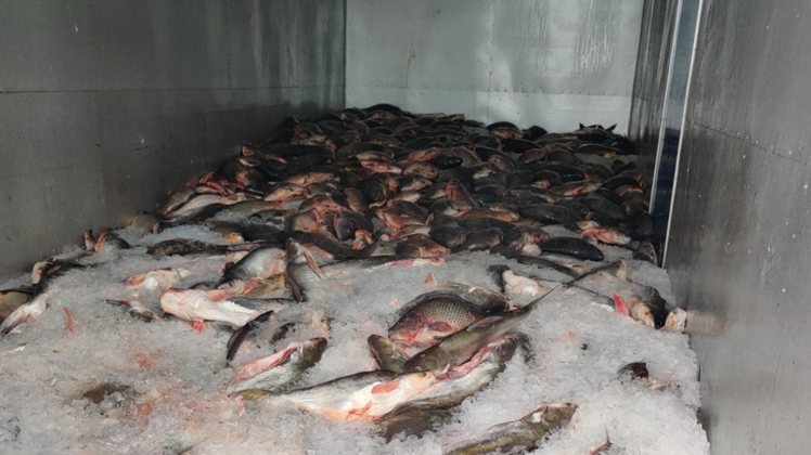 PRF apreende carga de peixes inapropriados para consumo no Maranhão