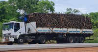 PRF apreende mais de 50m³ de madeira nativa na BR-316, em Caxias/MA