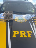 PRF resgata 10 pássaros silvestres da mochila de um condutor na BR-135