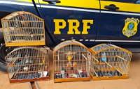 Aves silvestres são resgatadas pela PRF na BR-226