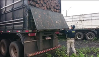 PRF flagra mais de 37m³ de madeira ilegal em Imperatriz/MA