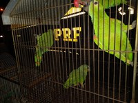 PRF encerra Operação de Combate aos Crimes Ambientais na região de Balsas/MA
