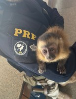 PRF flagra animal silvestre sendo traficado em Terenos (MS)