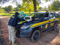 PRF apreende 10 Kg de maconha em Jardim (MS)