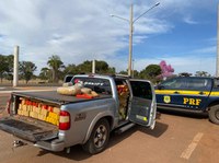 PRF apreende 1,2 tonelada de maconha em Guia Lopes da Laguna (MS)