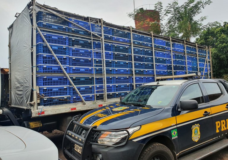 PRF apreende 4,3 toneladas de maconha em Selvíria (MS)2