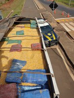 PRF apreende 13,8 toneladas de maconha sob carga de milho em Mundo Novo (MS)