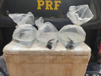 PRF resgata dez salamandras sendo transportadas sem licença e em maus tratos em Miranda (MS)
