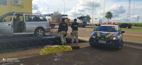 PRF apreende 125 Kg de maconha em Caarapó (MS)