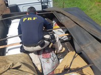 PRF apreende 363 kg de maconha e 105 kg de skunk em  Nova Alvorada do Sul (MS)