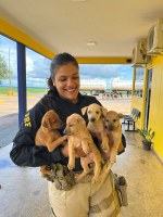 PRF resgata cachorrinhos que estavam abandonados na BR-163, zona urbana de Sorriso/MT