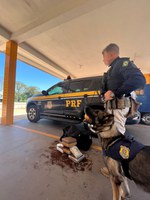 Em Cuiabá, Grupo de Operações com Cães da PRF apreende mais de 10kg de maconha em ônibus