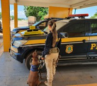 PRF apreende maconha e cocaína em mala de passageira de ônibus