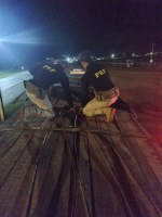 Em Diamantino MT, Polícia Rodoviária Federal (PRF) apreende 35,69 m³ de madeira sendo transportada de forma ilegal