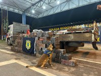 Em Itiquira-MT, com auxílio de cão farejador, PRF apreende 1,2 toneladas de maconha