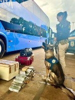 Em Cuiabá / MT, PRF encontra substância entorpecente sendo transportada em ônibus