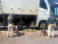 Em Cuiabá / MT, PRF encontra substância entorpecente sendo transportada em ônibus