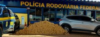 Em Rondonópolis-MT, PRF apreende 617kg de maconha em veículo