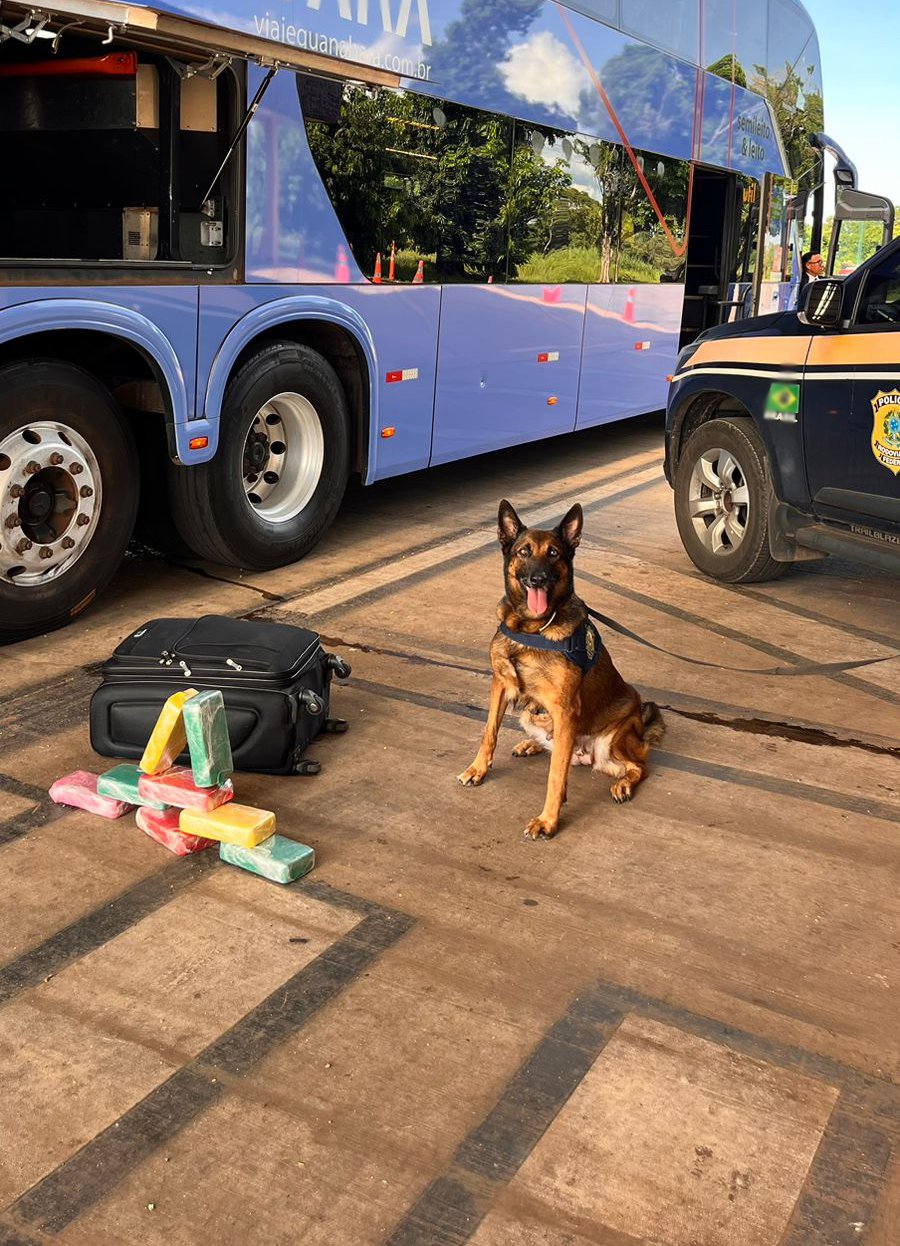 Operação K9 Prf Apreende 8 Quilos De Cocaína Em Ônibus Com Destino A Goiânia — Polícia