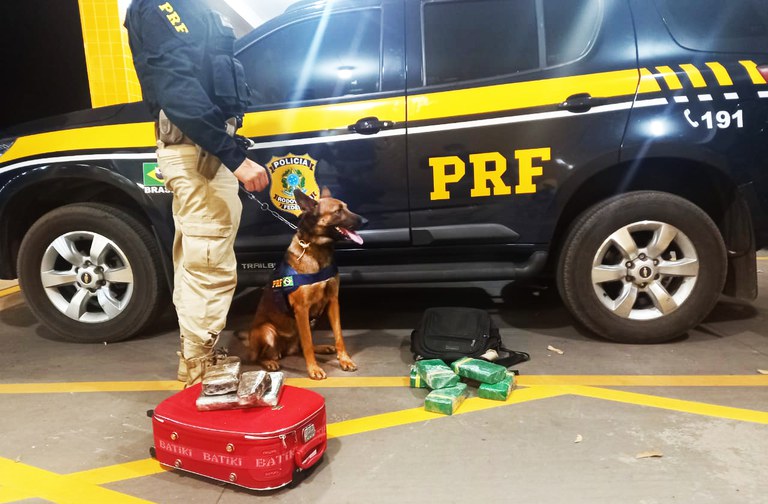 Grupo de Operação com Cães da PRF em Cuiabá-MT realiza duas apreensões de cocaína em apenas uma hora