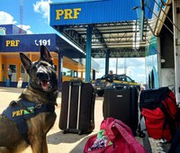 Mulher é presa transportando cocaína em ônibus interestadual