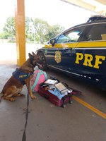 Nossos PRF’s apreendem 2 kg de cocaína com passageira de ônibus interestadual, em Cuiabá/MT