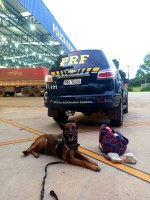 PRF apreende Crack em ônibus com auxílio de cão farejador