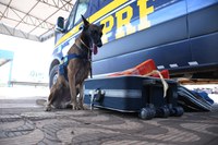 PRF apreende maconha em ônibus com o auxílio dos cães farejadores