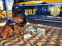 PRF encontra droga sendo transportada em bagageiro de ônibus