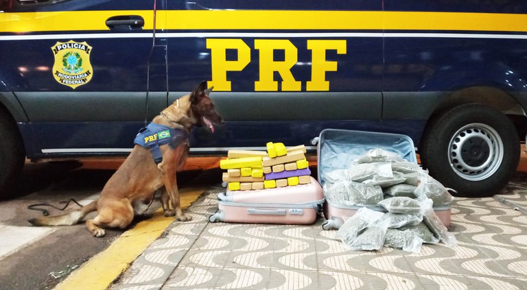 PRF prende jovem transportando maconha e skunk dentro de ônibus