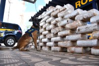 PRF realiza grande apreensão de pasta base de cocaína em Rondonópolis/MT