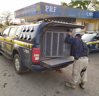 PRF prende caminhoneiro com Mandado de Prisão em aberto
