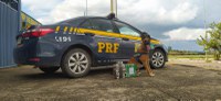 PRF prende passageiro de ônibus com 9 kg de maconha durante fiscalização na Fernão Dias em Pouso Alegre (MG)