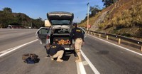 Cerca de 65 kg de pasta base de cocaína é apreendido na região metropolitana de Belo Horizonte (MG)