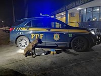 Motorista é flagrado transportando Cocaína e Pasta Base na BR 381 em Pouso Alegre (MG)