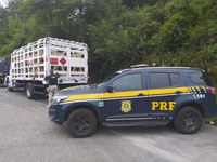 PRF apreende caminhão transportando gás de cozinha em Juiz de Fora (MG)