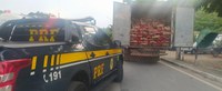 PRF apreende caminhão transportando 1200 sacos de carvão