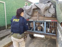 No Dia Mundial do Meio Ambiente, PRF resgata 18 cães e 3 pássaros silvestres vítimas de maus-tratos na BR-381