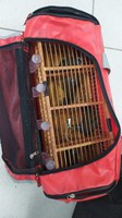 PRF recupera 8 pássaros sendo transportados dentro de mochilas em ônibus na BR-116