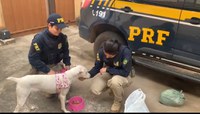 PRF resgata cachorra vítima de maus-tratos sendo transportada na parte externa de um caminhão na BR-251