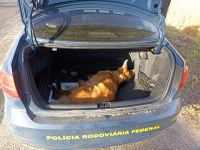 PRF resgata lobo-guará atropelado na BR-040, em Três Marias (MG)