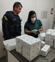 PRF resgata 41 aves silvestres transportadas em caixas de papelão na BR-267