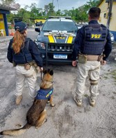 PRF apreende 10 kg de maconha, em Benevides/PA